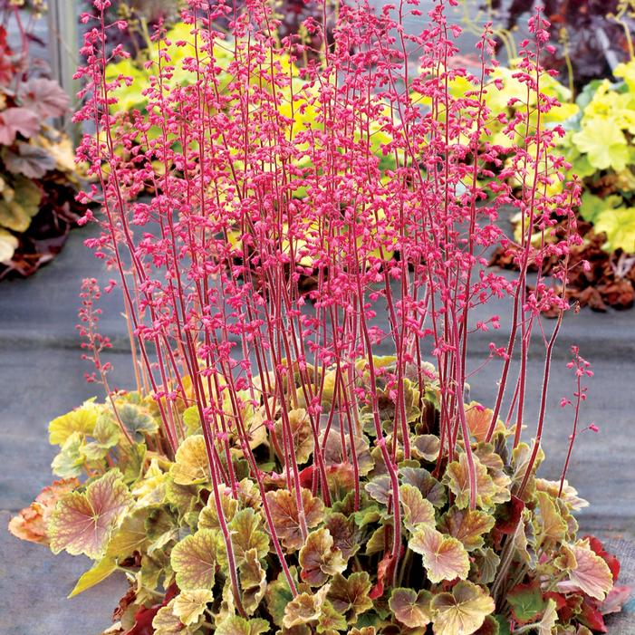 NORTHERN EXPOSURE™ SIENNA CORAL BELLS