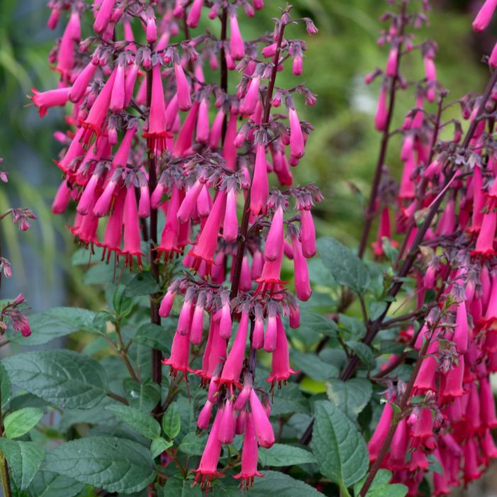 COLORBURST™ ROSE CAPE FUCHSIA