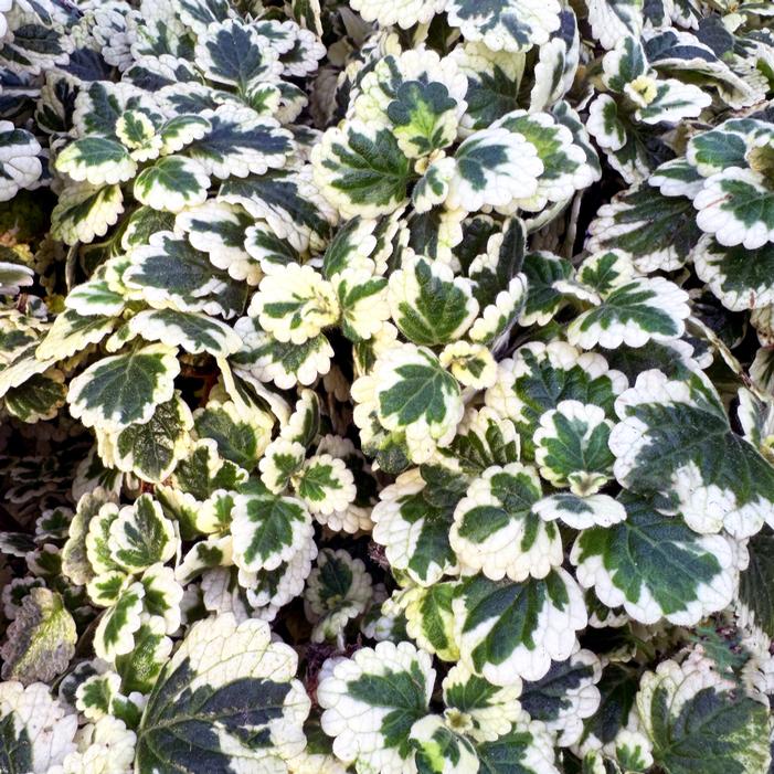 NOVA® BRILLIANT PLECTRANTHUS