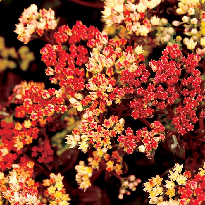 PEACH PEARLS SEDUM
