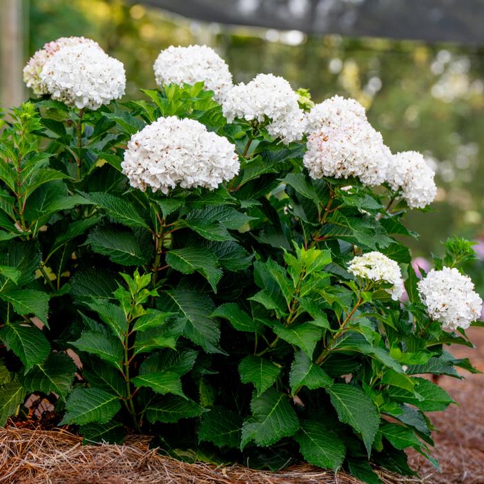 ENDLESS SUMMER® DREAMCLOUD® HYDRANGEA