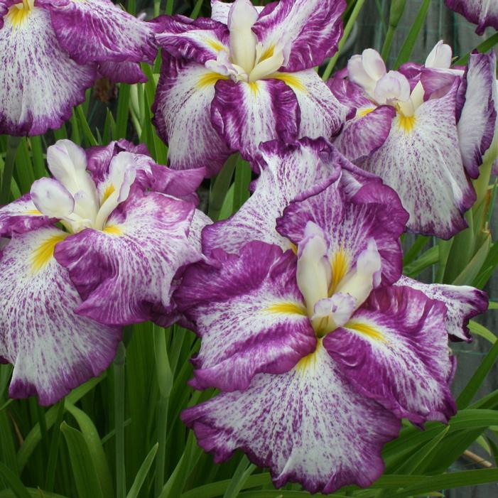 DINNER PLATE™ HARLEQUINESQUE JAPANESE IRIS