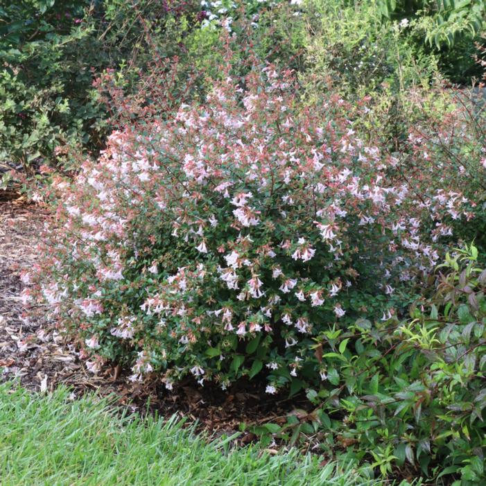 PINK PIÑATA™ ABELIA