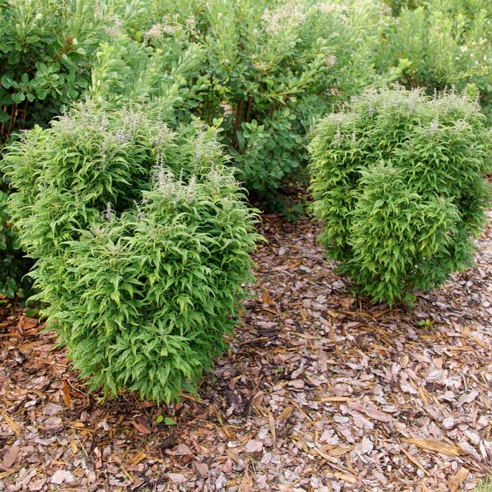 FEATHERMAN™ CHASTE TREE