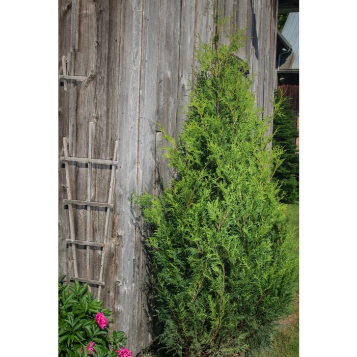 SASQUATCH DARK GREEN™ ARBORVITAE