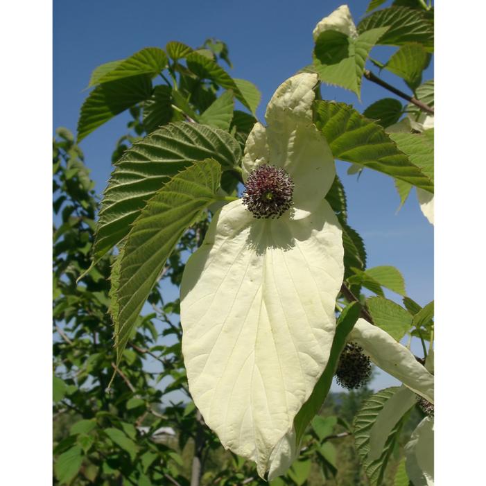 ISELI® FASTIGIATE DOVE TREE
