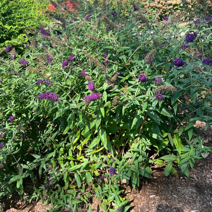 DARKEST NIGHT™ BUTTERFLY BUSH
