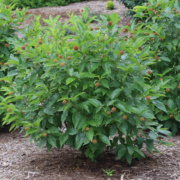 SUGAR SHACK® 2.0 BUTTONBUSH