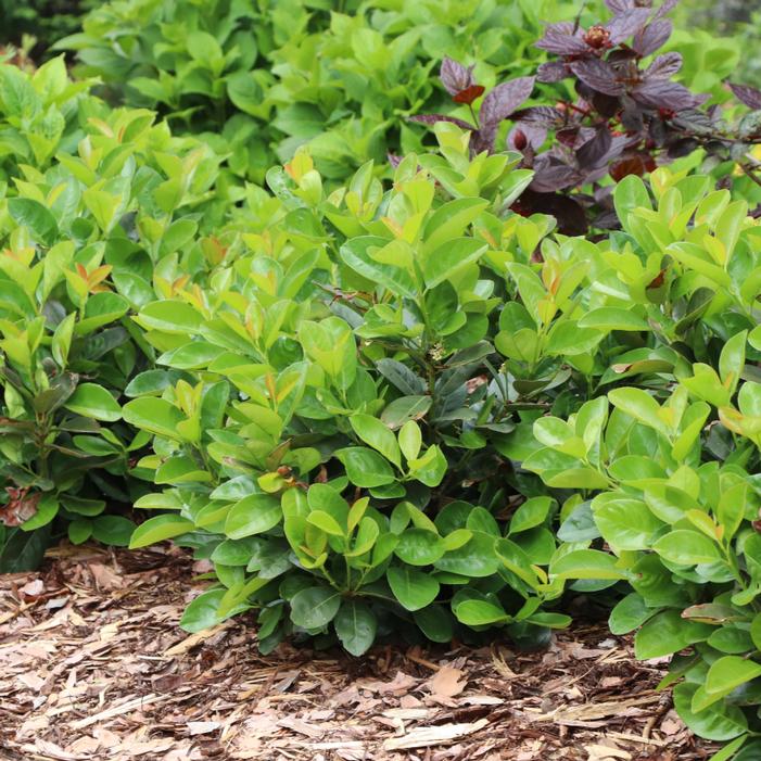 JADE TURTLE™ CHERRY LAUREL