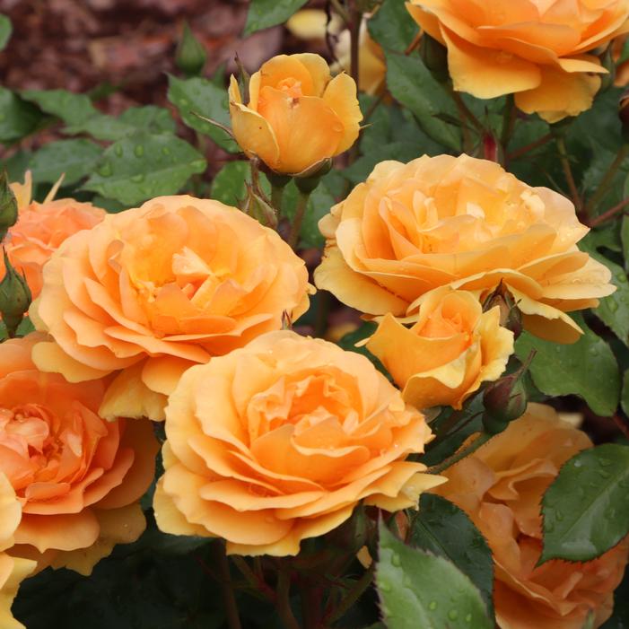 REMINISCENT® GINGER ROSE