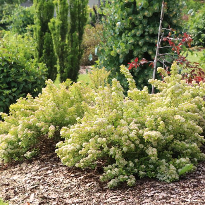 PICKLEBALL™ NINEBARK