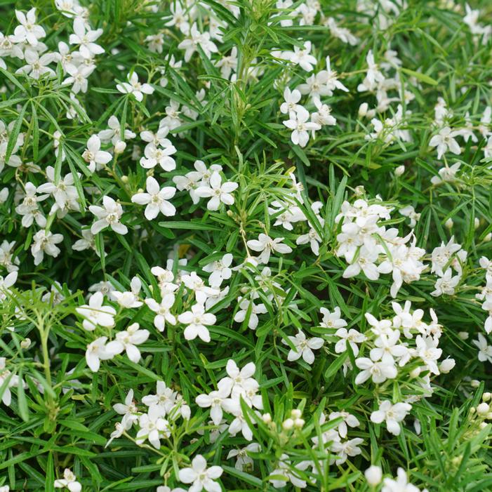 PINBALL BLIZZARD™ MEXICAN ORANGE