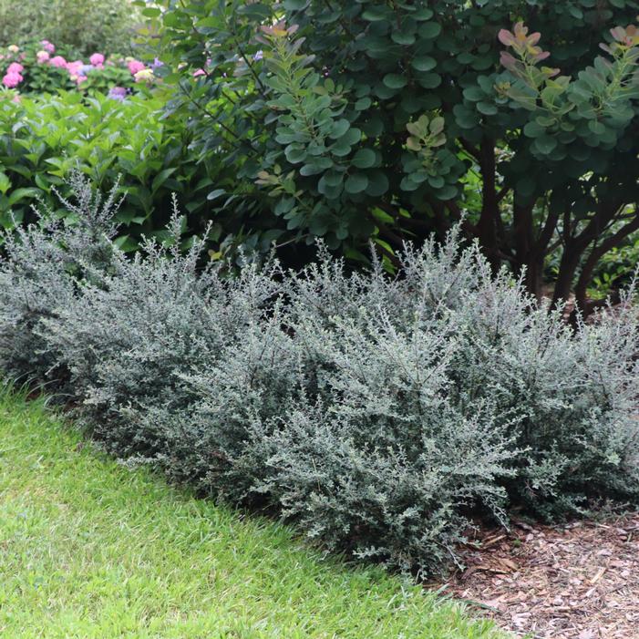 SILVERSTONE™ COTONEASTER