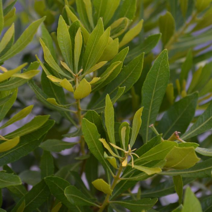BAYSIDE BONITO® WAXMYRTLE
