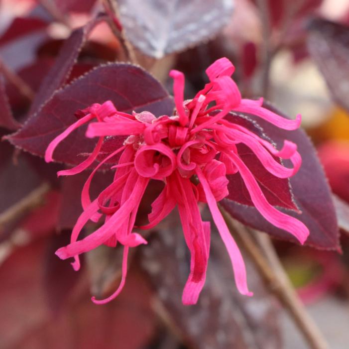 JAZZ HANDS® VELVET LOROPETALUM