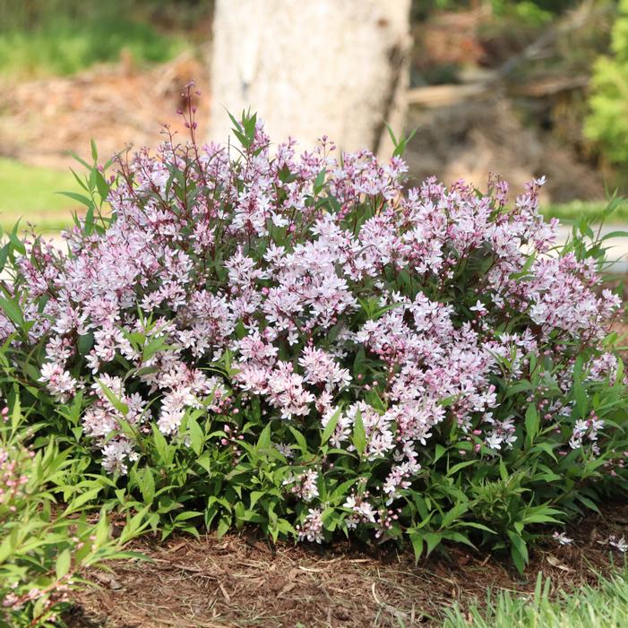 YUKI CHERRY BLOSSOM® 2.0 DEUTZIA