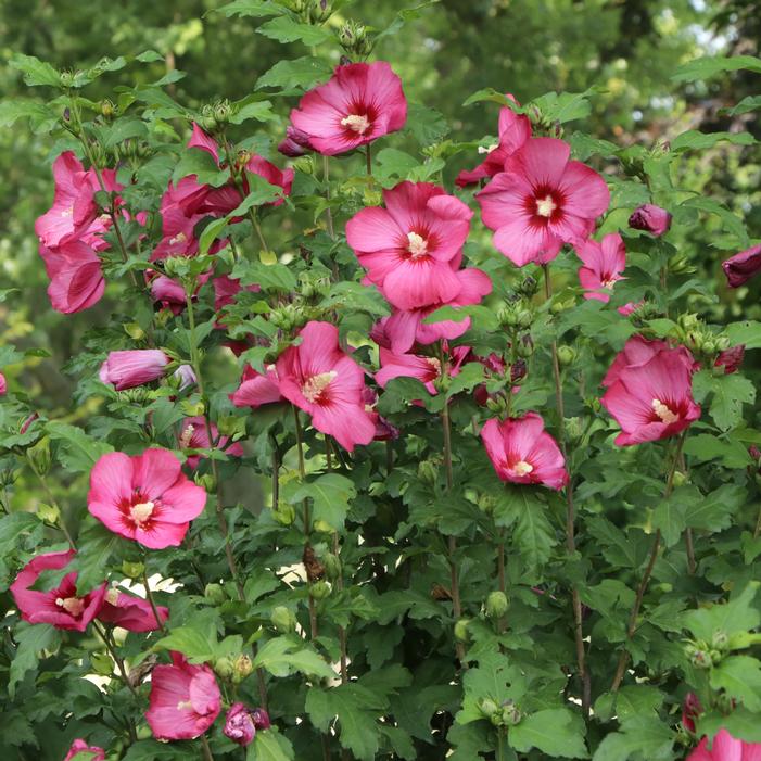 PARAPLU® RED ALTHEA