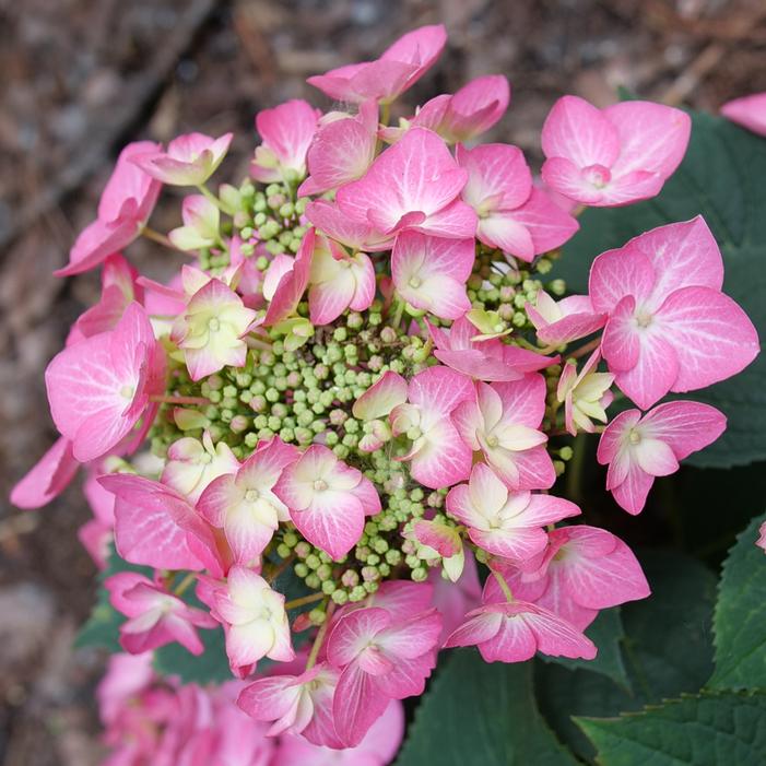 LET'S DANCE HOT STEPPER™ HYDRANGEA