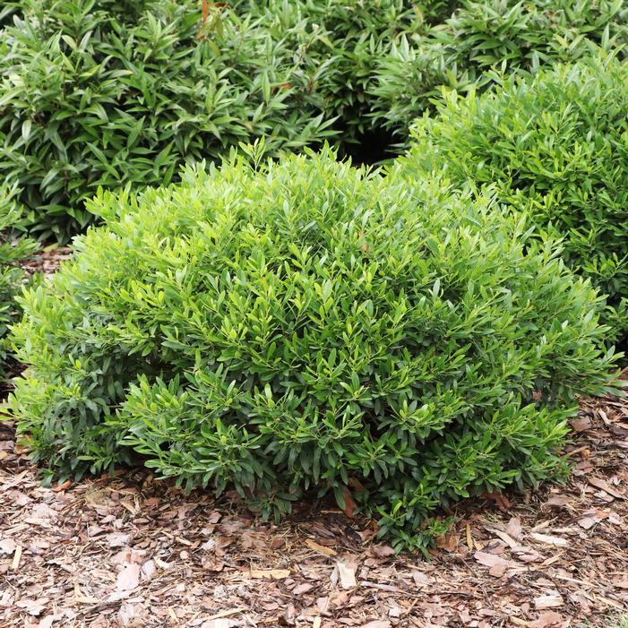 GEM BOX PRIME™ INKBERRY