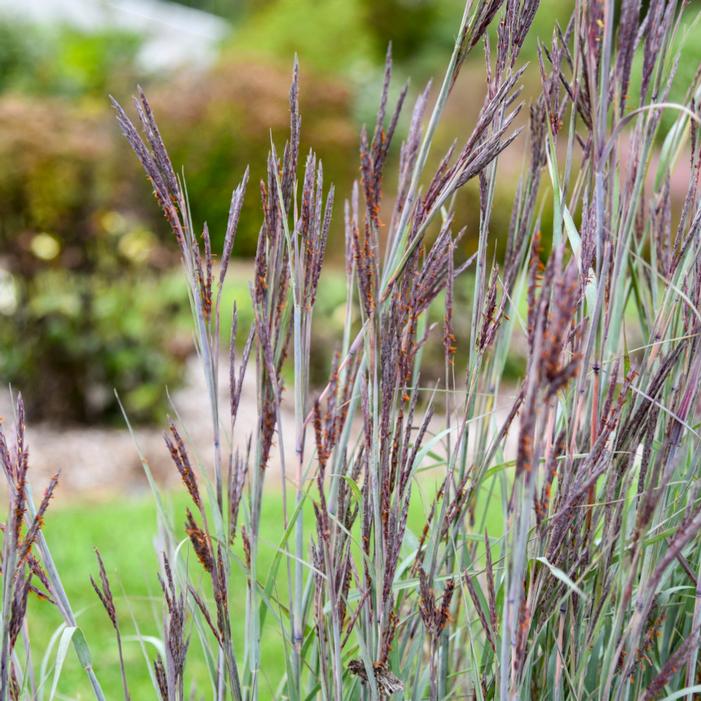 PRAIRIE WINDS® BLUE STEEL BIG BLUESTEM