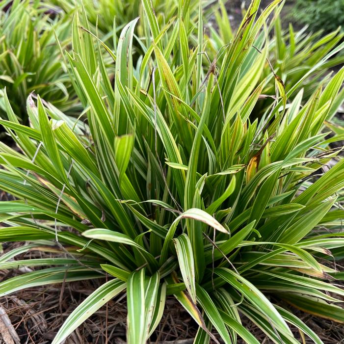 NOBLE NATIVE WOODLAND SEDGE