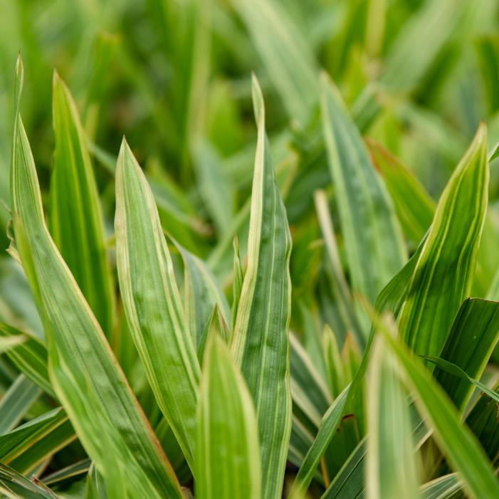 SHADE FANFARE PLANTAIN-LEAVED SEDGE