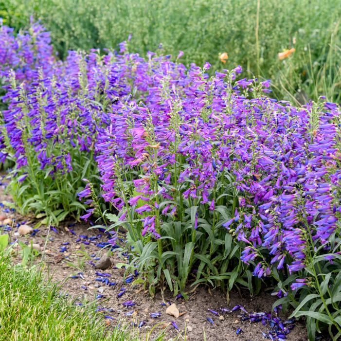 BEJEWELED® LAVENDER SAPPHIRES BEARDTONGUE