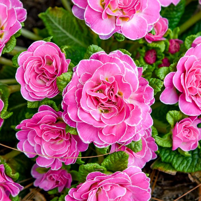 BOUQUET PERFECT™ ROSALINA ENGLISH PRIMROSE