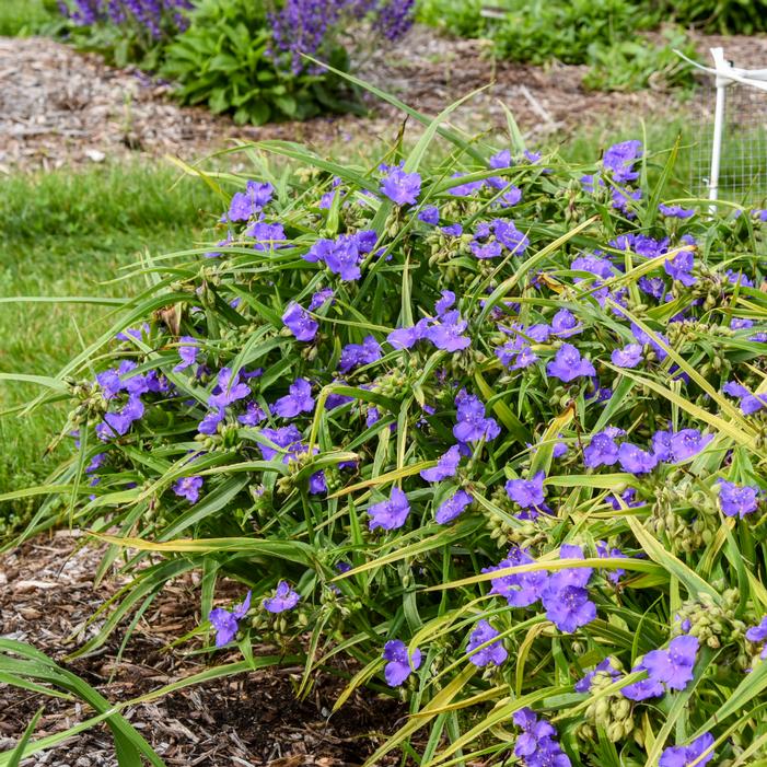 WEB DESIGNER SPIDERWORT