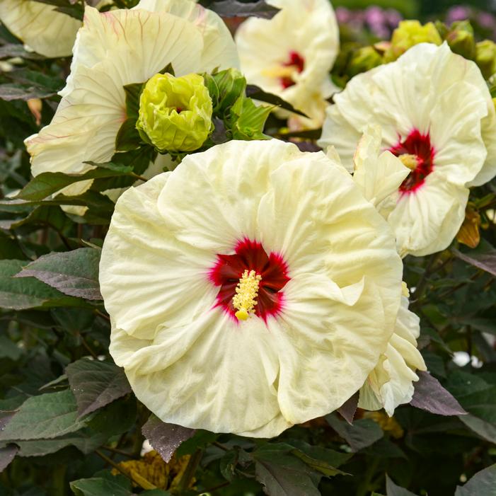 SUMMERIFIC® COCONUT CREAM HARDY HIBISCUS