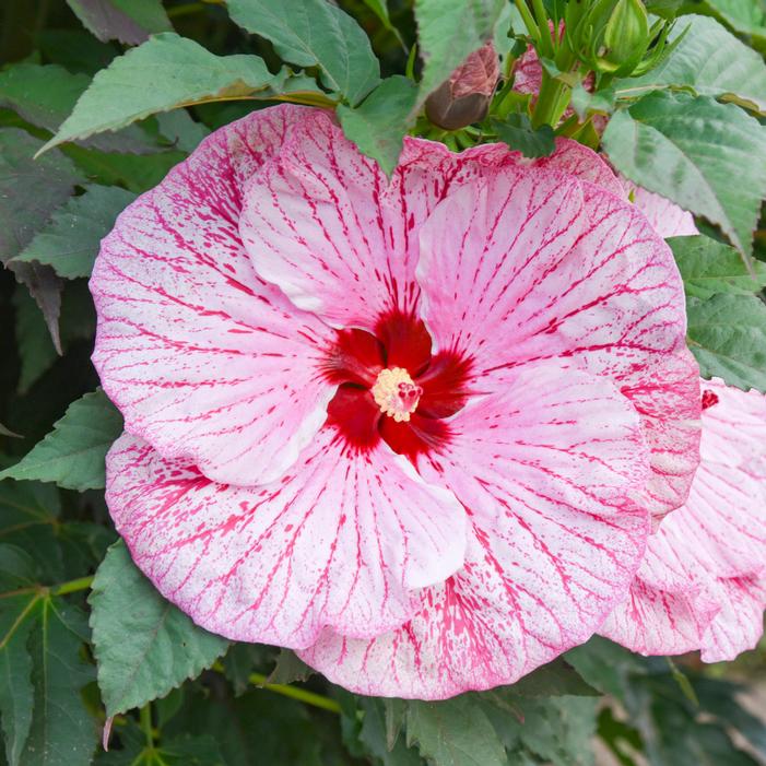 SUMMERIFIC® GLITTER BOMB HARDY HIBISCUS