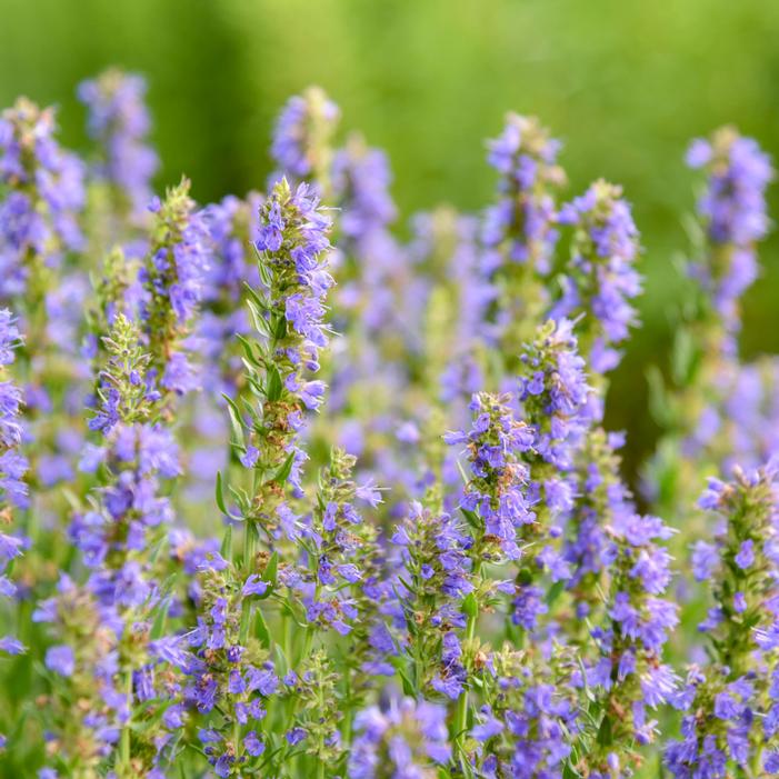 NECTAR NINJA HYSSOP