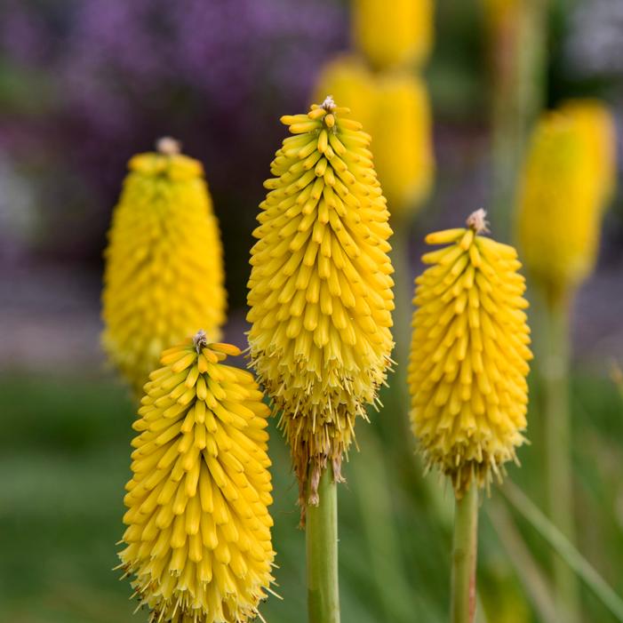 RISE & SHINE™ CITRUS SUNRISE RED HOT POKER