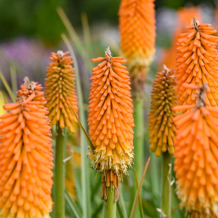 RISE & SHINE™ MANGO MIMOSA RED HOT POKER