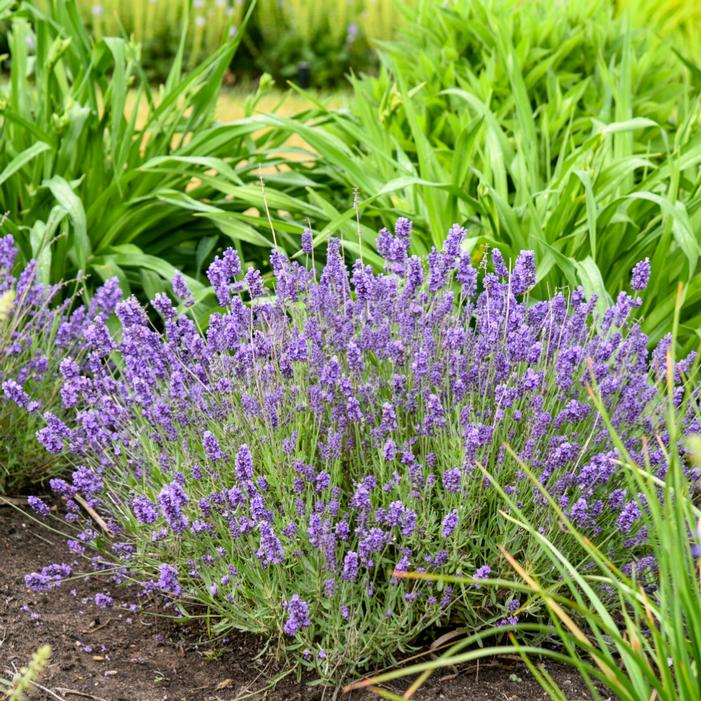 SUMMER SERENADE LAVENDER