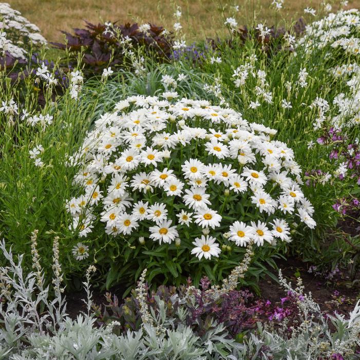 AMAZING DAISIES® DREAM BIG SHASTA DAISY