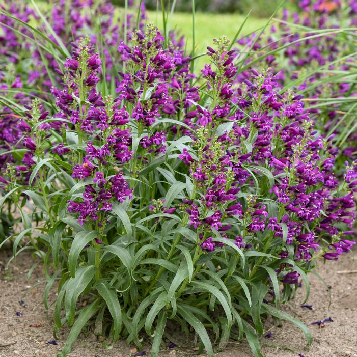 BEJEWELED® DARK AMETHYST BEARDTONGUE