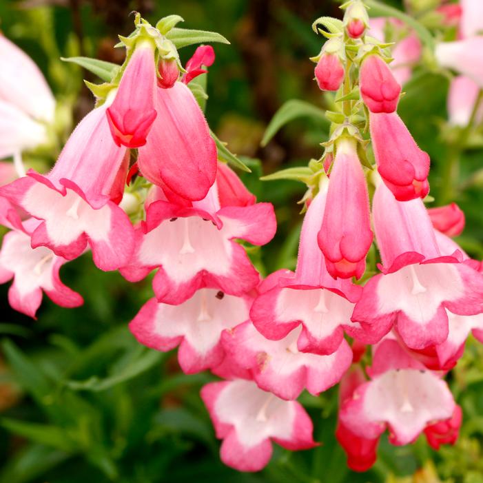 FLOCK OF FLAMINGOS BEARDTONGUE