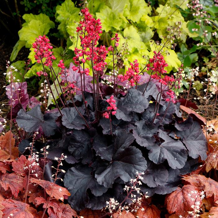 BLACK FOREST CAKE CORAL BELLS