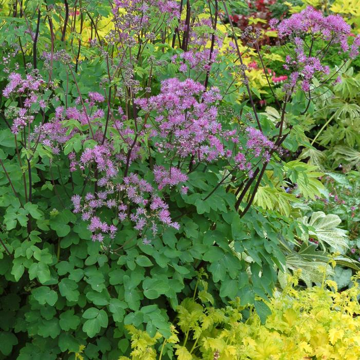 BLACK STOCKINGS MEADOW RUE