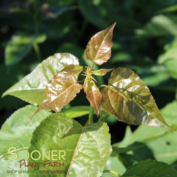Image property of Sooner Plant Farm, Inc.
