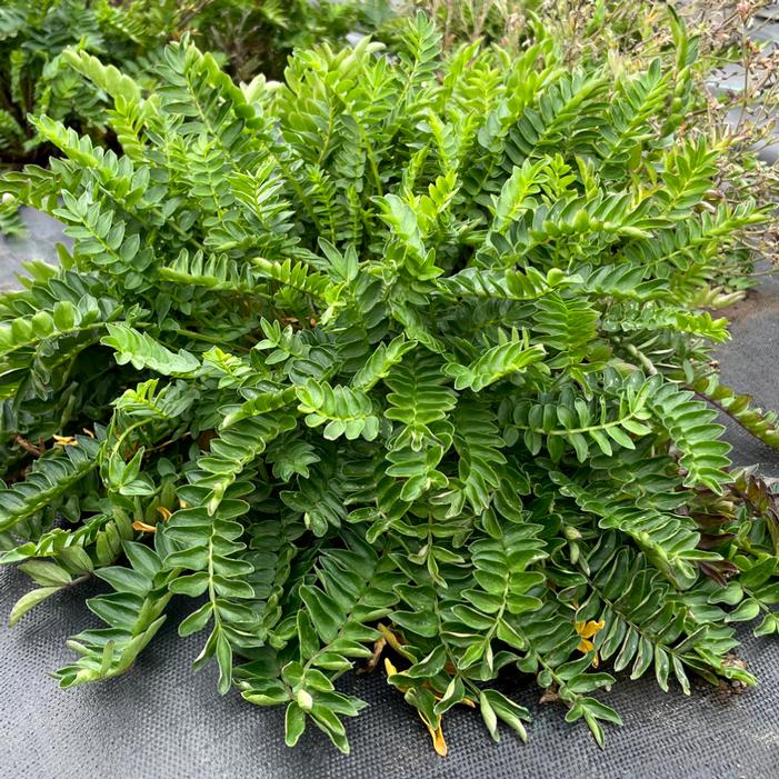 HURRICANE RIDGE JACOB'S LADDER