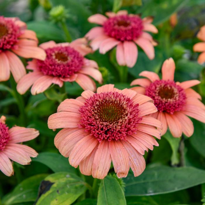DOUBLE DIPPED® JUST PEACHY CONEFLOWER