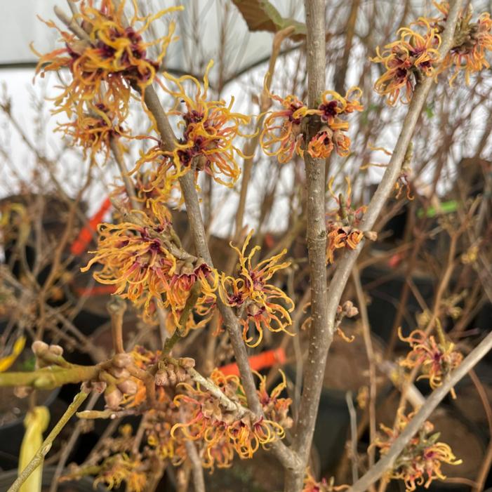 RENEE VARIEGATED WITCH HAZEL