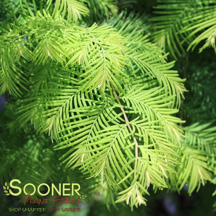 Image property of Sooner Plant Farm, Inc.