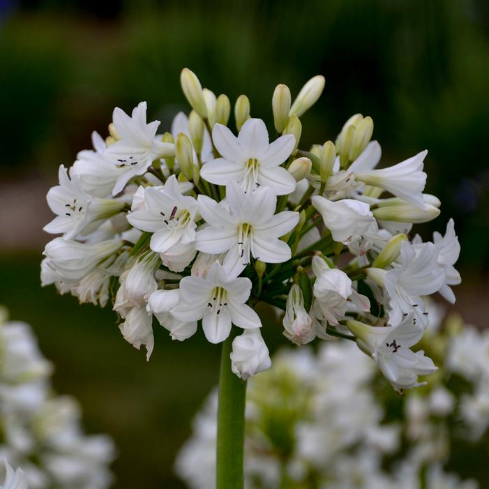 Agapanthus x 'Galaxy White'