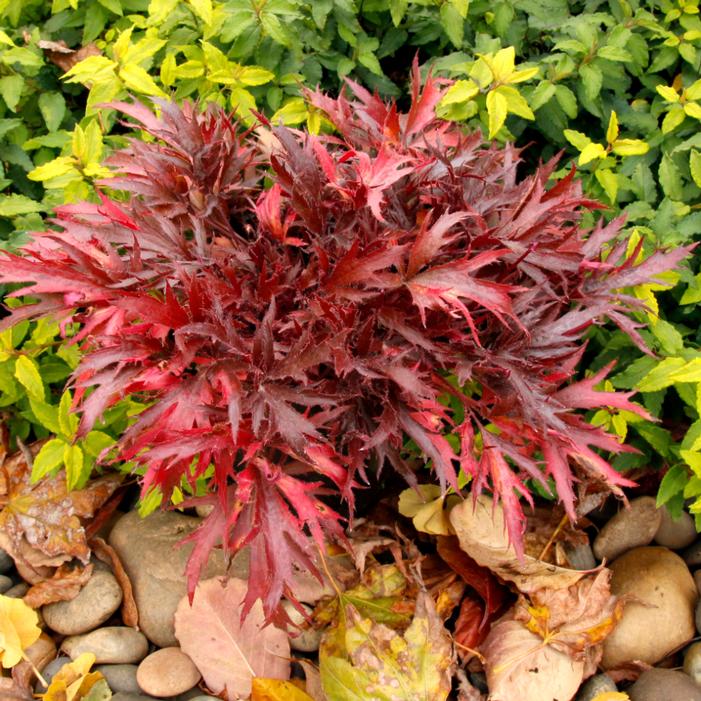 Image property of and used with permission from TERRA NOVA® Nurseries, Inc.