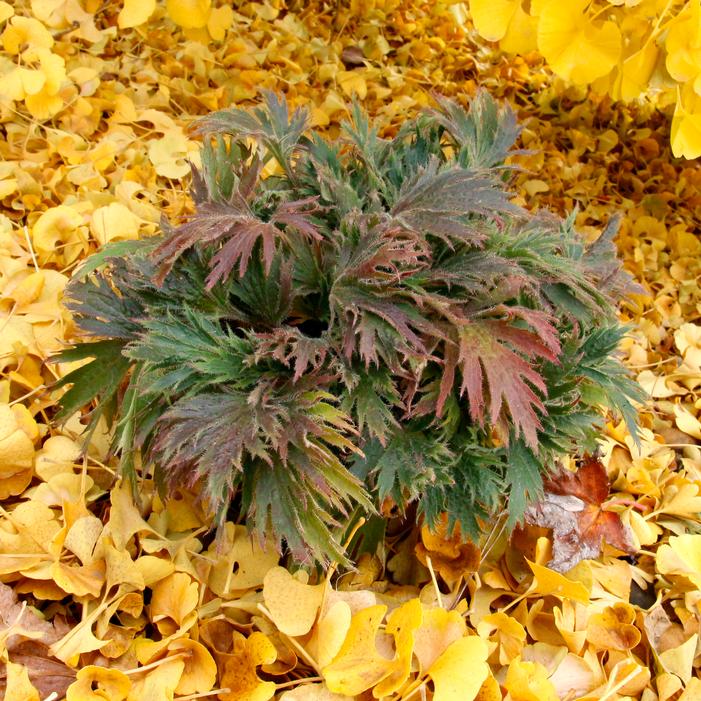 Heuchera coccineum 'Jadeite'