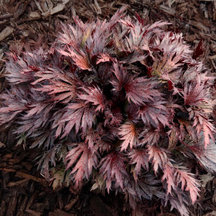 Heuchera villosa 'Rhodonite'