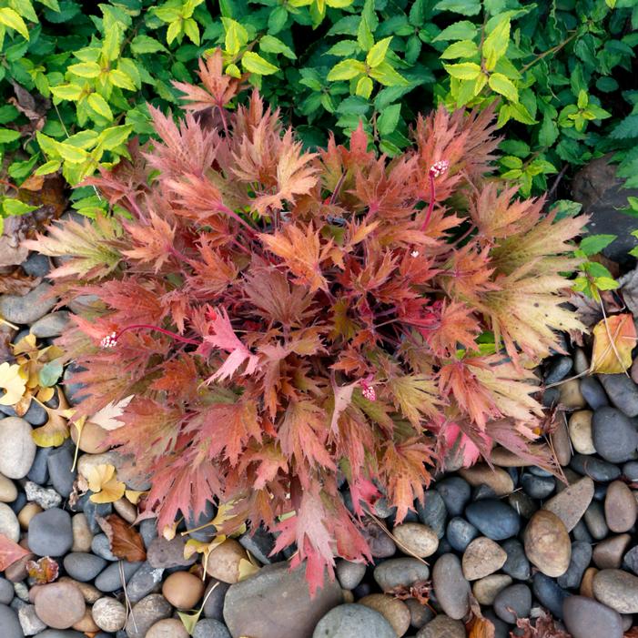 Heuchera villosa 'Amber'